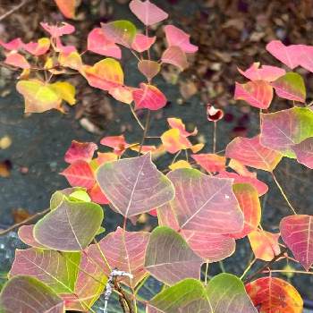 秋景色の画像 by ガブりんさん | お出かけ先と菩提樹と福岡市と秋景色と 紅葉と山王公園と散歩