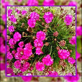 癒やしの色の投稿画像一覧 Greensnap グリーンスナップ