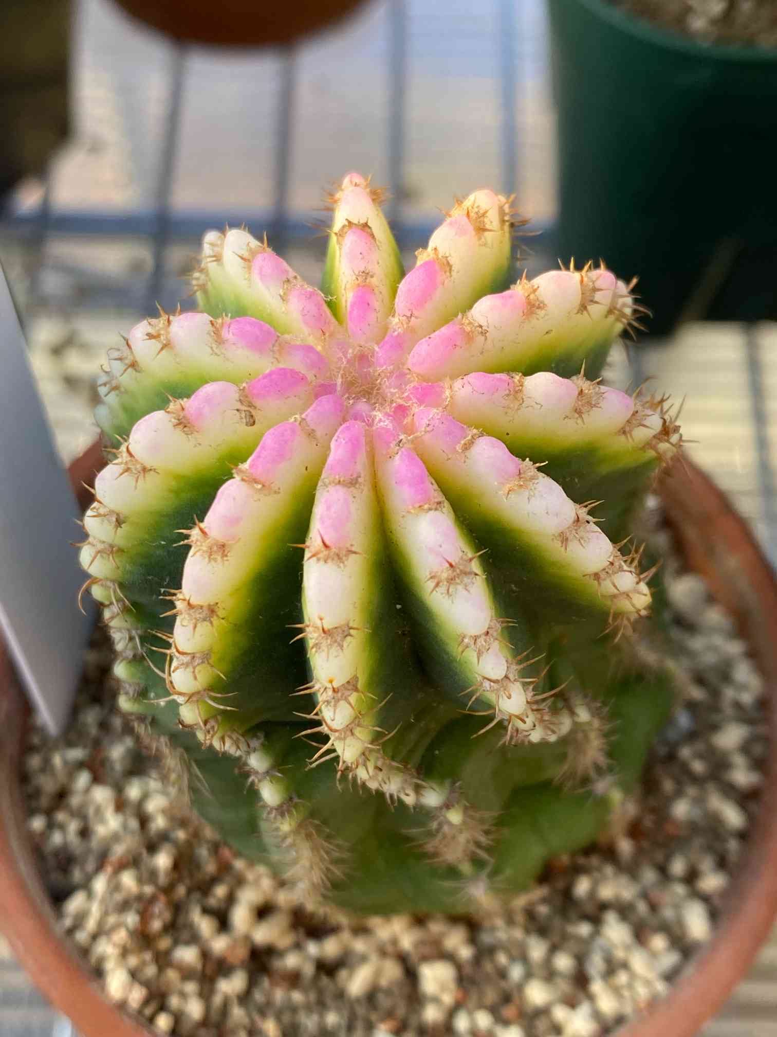 緋牡丹錦　世界の図　ロイホワイト　サボテン 緋牡丹錦 世界の図 ロイホワイト サボテン