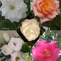 サザンカ,バラ,ルーチェ,フラワーアレンジメント,開花の画像