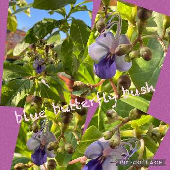 クレロデンドロム ブルーウイングの投稿画像一覧 Greensnap グリーンスナップ