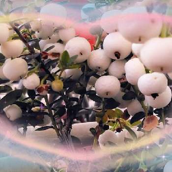 真珠の木の画像 by コロンちゃんさん | 真珠の木