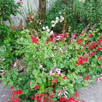 赤とピンクの画像 by ❀すず❀さん | 小さな庭とサルビアと11月と赤とピンクとガーデニング大好きとお花のある暮らしと緑のある暮らし