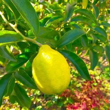 レモン　実の画像 by ちけさん | 小さな庭とレモンとレモン（りのか）とレモン　璃の香(りのか)と家庭果樹とレモン　実とおうち園芸