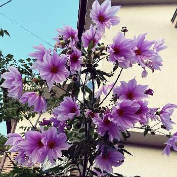 秋の朝空の投稿画像一覧 Greensnap グリーンスナップ