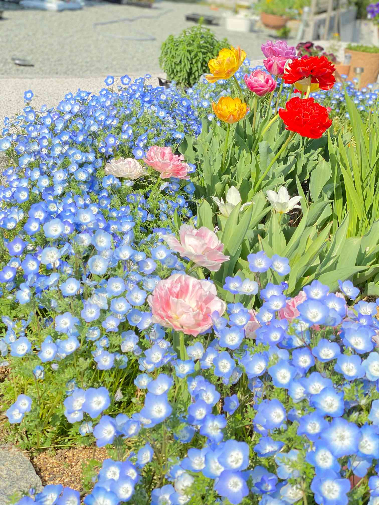 Nemophila | Location:Hitachi Seaside Park | AZURE | Flickr