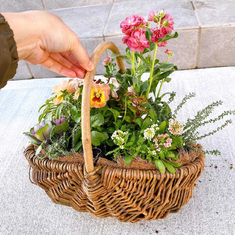 カゴ】を使った寄せ植え パート2｜🍀GreenSnap（グリーンスナップ）