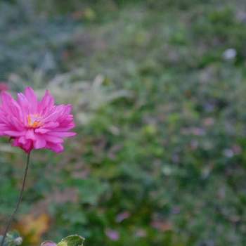 八重の秋明菊の画像 by AriBambooさん | 広い庭と秋明菊と八重の秋明菊とシュウメイギクと花のある空間と花の写真とOLYMPUSとピンク色の花と花のある暮らしと花が好き