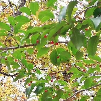  ソヨゴの画像 by レモン愛花さん |  ソヨゴとマイナスイオンと自然大好きと赤い実と林のなかを