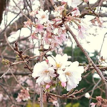 十月桜（ジュウガツザクラ）の画像 by サブレさん | お出かけ先と十月桜（ジュウガツザクラ）と樹木と山歩きとハイキング