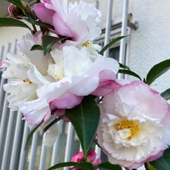 八重咲き山茶花の画像 by ソングフラワーさん | お出かけ先と八重咲き山茶花
