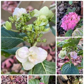 アジサイ 茜雲の投稿画像一覧 Greensnap グリーンスナップ アジサイ 茜雲の投稿画像一覧 Greensnap グリーンスナップ