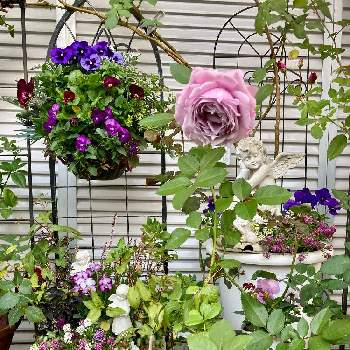 紫系の画像 by White Roseさん | 小さな庭と花時間と癒しを求めてとビオラ・パンジーと薄紫色の花と寄植えと紫系と花のある暮らしとアリッサム♡と薔薇♪とハンギング・バスケットと鉢栽培