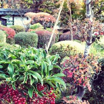 赤葉の画像 by BTMさん | お出かけ先と和の趣と緑葉と和の庭と赤葉と赤い実と晩秋