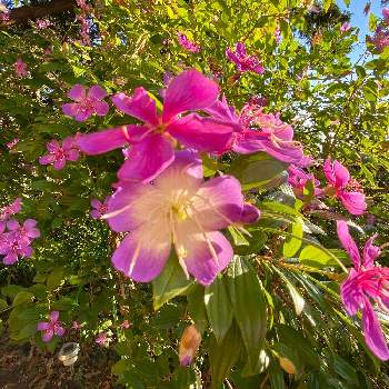 ノボタン リトルエンジェルの画像 by musemamaさん | 小さな庭とノボタン リトルエンジェルと花のある暮らしとおうちde菜園