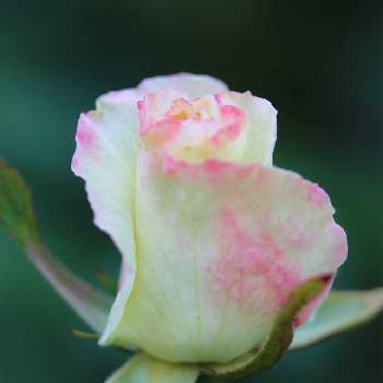 marrieバラの画像 by marrieさん | 小さな庭とオードリー ノスタルジックとmarrieバラと植物男子と市川バラ園とバラ・切り花品種と2021 GSでバラ園と薔薇♪とバラ・ミニバラとバラを楽しむ