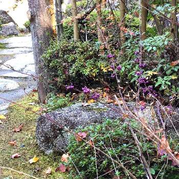 苔庭の画像 by BTMさん | お出かけ先と苔庭と和の趣と自然が織りなす色と和の庭と紫の実と晩秋