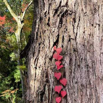 秋の日差しの画像 by コハクさん | お出かけ先と兵庫県三木市伽耶院と紅葉（こうよう）と蔦の紅葉、と真っ赤とハート❤と秋の日差し