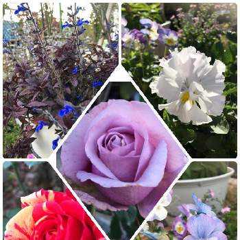 紫の薔薇の画像 by あきこさん | 小さな庭とばら バラ 薔薇とブルーサルビア♡とビオラ・パンジーと絞りのバラと紫のバラとお家園芸と綺麗と香りの良いバラと花いろいろと可愛いとバラ・ミニバラと小花好きとシークレットパヒュームと紫の薔薇