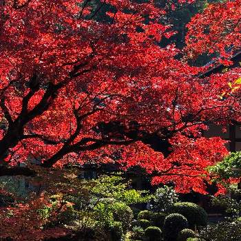 苔庭の投稿画像一覧 Greensnap グリーンスナップ