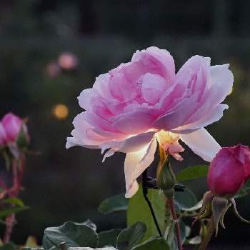 オリンパスOM-D E-M1Xの画像 by 柊（しゅう）さん | お出かけ先と秋バラと平塚花菜ガーデンと花の撮影とオリンパスOM-D E-M1Xと夕暮れのバラとミラーレス一眼と晩秋