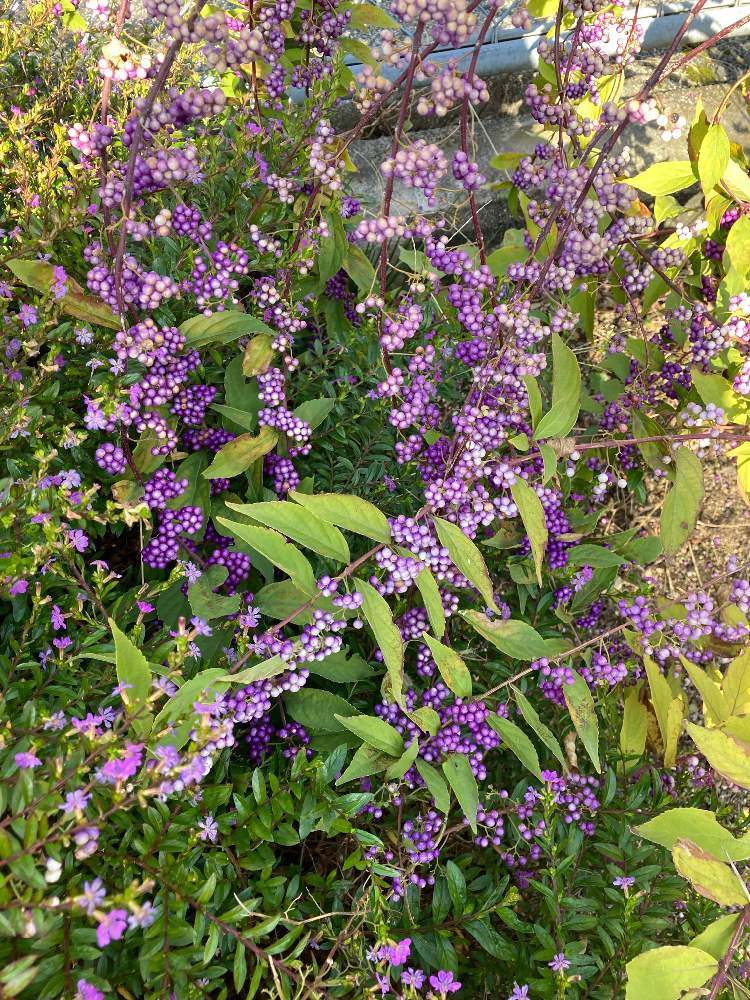 お出かけ先の画像 by manabeさん | お出かけ先と小紫 (こむらさき)とコムラサキと公園と花いっぱいと花のある暮らし