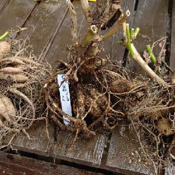 ダリアの球根の投稿画像一覧 Greensnap グリーンスナップ