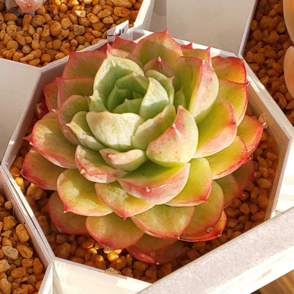 363 ライムアンドチリの生長記録 2022.05.19更新｜🍀GreenSnap