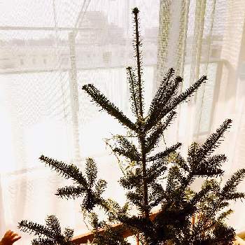 モミの木の画像 by tomamaさん | 窓辺とモミの木とクリスマスと観葉植物と部屋の中とクリスマスツリー