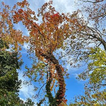 秋景色の画像 by ガブりんさん | お出かけ先と太宰府と秋景色と観世音寺と 紅葉と散歩