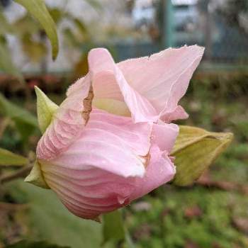 スイフヨウの花の画像 by もぐjuhさん | 広い庭とプランターとスイフヨウの花と花色と葉っぱとお顔がこんにちはとGoogle Pixel5と花いろいろとピンク色の花と君も花が好きなのかと元気に育ててますよ