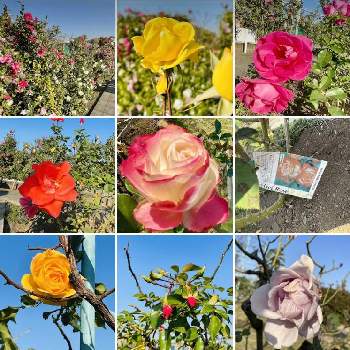 公園墓地♪の画像 by レモン茶さん | お出かけ先とプリンセスドゥモナコとばら バラ 薔薇と青い空とと公園墓地♪と幸福の黄色と真っ赤と白い花