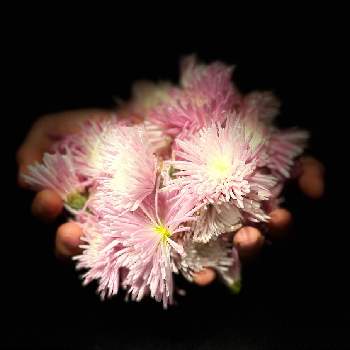 食用菊 もってのほか の投稿画像一覧 Greensnap グリーンスナップ