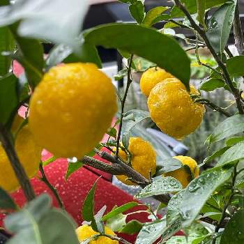 ゆずの木の投稿画像一覧 Greensnap グリーンスナップ