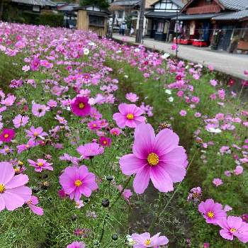 そうだ京都、行こうの画像 by lavenderの香りさん | お出かけ先とそうだ京都行こうとそうだ京都、行こう