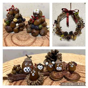 どんぐりトトロ の投稿画像一覧 Greensnap グリーンスナップ