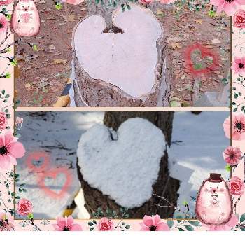 HAPPY～♥の画像 by CAMELさん | 桜の木と御神木と気になる～とHAPPY～♥