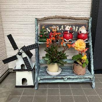 球根ベゴニアの画像 by sarukoshiさん | 玄関と球根ベゴニアとカランコエとガーデニングと花いろいろと元気に育ててますよ