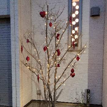 シャラの木の画像 by まなあゆさん | 小さな庭とクリスマスとシャラの木