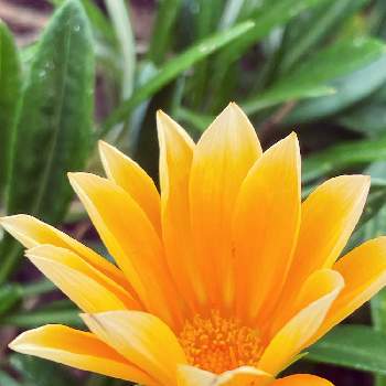 秋色濃くの画像 by ボンバーケイさん | 広い庭と簡単に咲くよと風に吹かれてとおうち園芸と秋色濃くとオレンジ色のお花