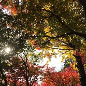 実りの秋の画像 by ぶらんさん | お出かけ先と紅葉と葉っぱと実りの秋と移ろう季節と樹木も好き