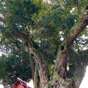 スダジイの画像 by umexさん | お出かけ先とスダジイと巨木