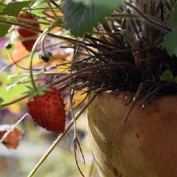 ストロベリーポットの画像 by HEATHさん | 小さな庭とワイルドストロベリーとワイルドストロベリーの実とストロベリーポットと多年草とバラ科とハーブと赤い実と良い香り