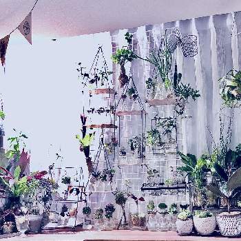多肉植物,カラーリーフ,サボテン水耕栽培,我が家の窓辺,植物棚DIYの画像