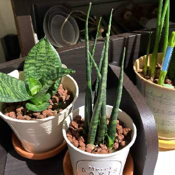 サンスベリア ファーンウッドの画像 by Yoidukiさん | 部屋とサンスベリア ファーンウッドと観葉植物と新顔とサンセベリア属とドラセナ属