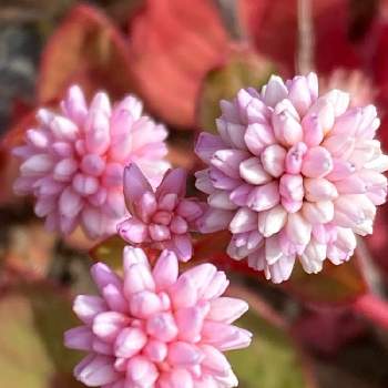 ポリゴナム  ヒメツルソバの画像 by こころんさん | ピンクの花とポリゴナムときれいと癒されるとピンクのお花とかわいいとヒメツルソバ♡とポリゴナム  ヒメツルソバ