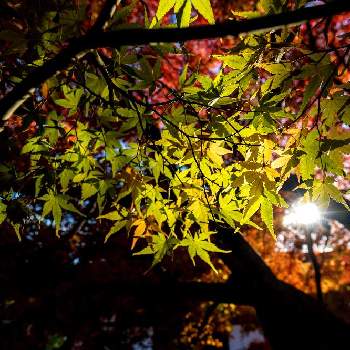 単焦点レンズf2.8の画像 by sumidaxさん | お出かけ先と京都 東福寺とファインダー越しの私の世界とRAW現像と単焦点レンズf2.8とカメラ撮影と紅葉（こうよう）とレンズ越しの私の世界と紅葉狩りと単焦点レンズの世界ともみじ紅葉