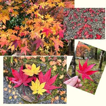 紅葉の季節の画像 by 奈月さん | もみじ紅葉と紅葉の季節
