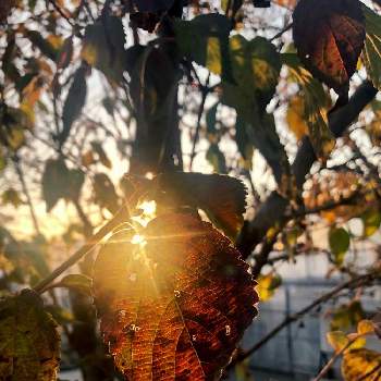 夕陽に照らされての画像 by e.mさん | お出かけ先と枯葉遊びと夕陽に照らされてと枯葉と園芸店と枯葉アートといい色♡