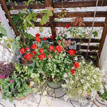 カラーリーフの寄せ植えの画像 by さくらンボーさん | 玄関とビオラ ミルフルとアジュガとへデラ 白雪姫とスーパーアリッサム・フロスティナイトとキンギョソウ　ブロンズドラゴンとビオラとミニバラ コルダナとハイディ・クルム・ローズとカラーリーフとばら バラ 薔薇とビオラ・パンジーと寄せ植えと手作りの庭とハイディクルムローズ♪とバラ 鉢植えと植中毒と多年草と宿根草♪と金魚草☆と宿根と鉢植えと花のある暮らしと薔薇♪とバラ・ミニバラとカラーリーフの寄せ植えと耐寒性と庭の宿根草